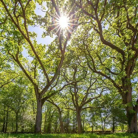 Daire La Grange - A Peaceful Place In The Forest