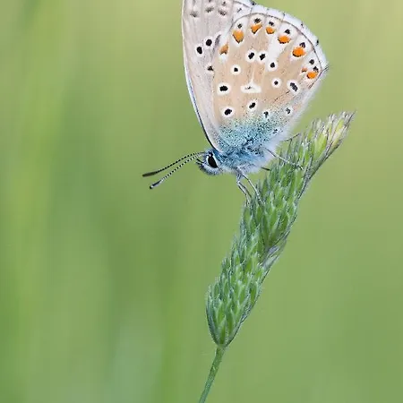 La Grange - A Peaceful Place In The Forest Daire