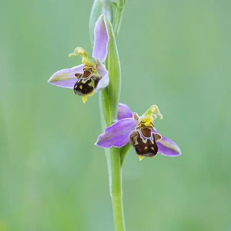 La Grange - A Peaceful Place In The Forest Daire