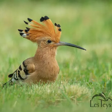 La Grange - A Peaceful Place In The Forest