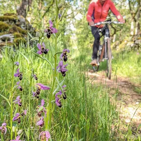 Daire La Grange - A Peaceful Place In The Forest