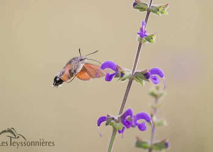 Apartamento La Grange - A Peaceful Place In The Forest