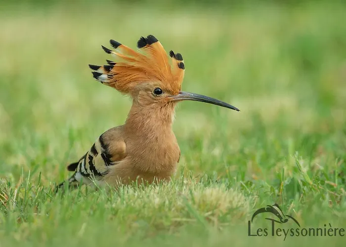 La Grange - A Peaceful Place In The Forest